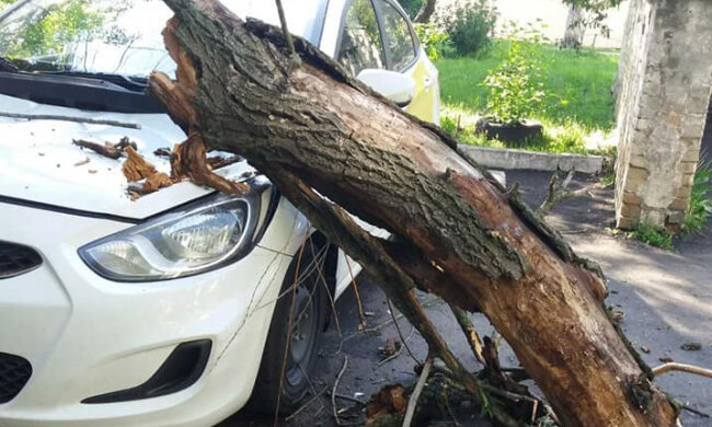 На Теремках аварійне дерево впало на припарковане таксі (фото)
