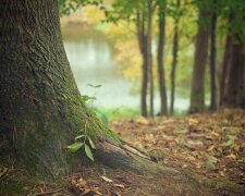 В Україні перерахують ліси та внесуть їх до єдиного реєстру (документ)