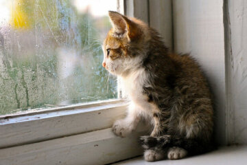 Киян чекає теплий і дощовий тиждень