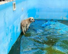 На Київщині врятували собаку, який понад три дні сидів у басейні