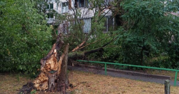 У Києві дерево впало на будинок