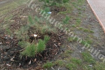 Зламані сакури та ялинки: вандали понівечили дерева в Деснянському районі