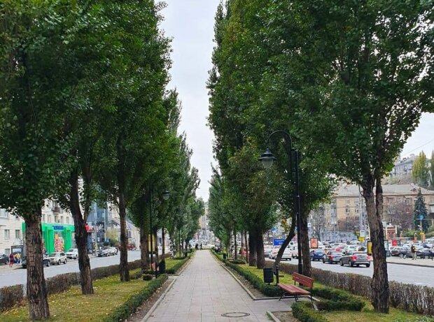 Триває озеленення бульвару Лесі Українки