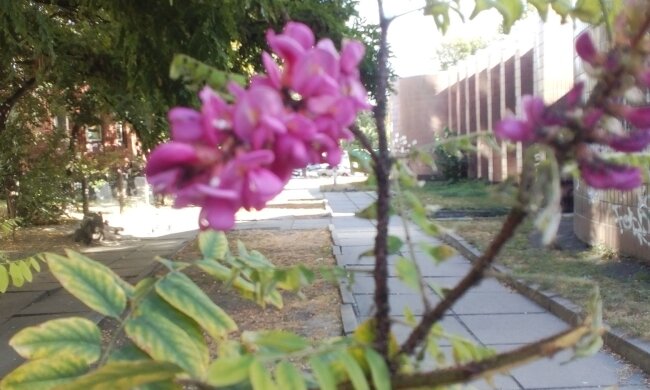 На Виноградарі зацвіли акації (фото)