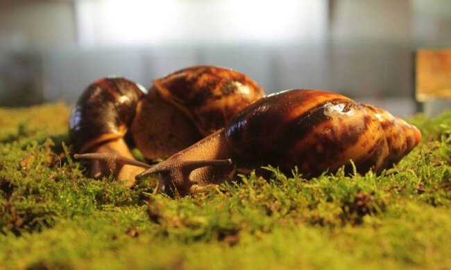 У Києві відкривається виставка гігантських равликів