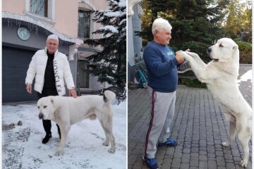У Києві алабаї загризають котів та собак на очах їх власників — господаря-ексрегіонала досі не покарали