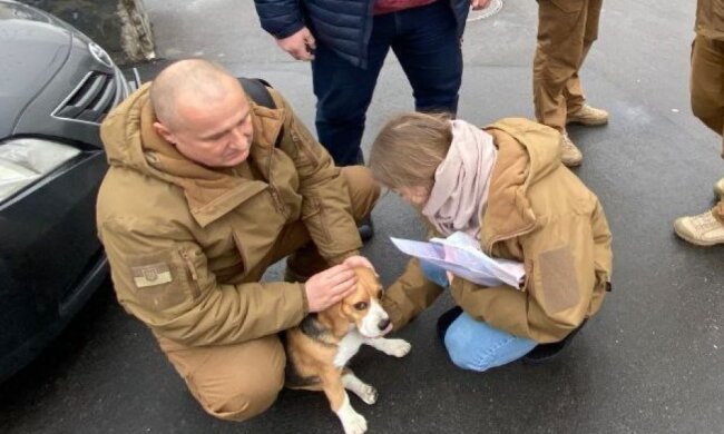 У Києві пес перебігав дорогу і потрапив під колеса авто: заради порятунку тварини перекривали цілий проспект
