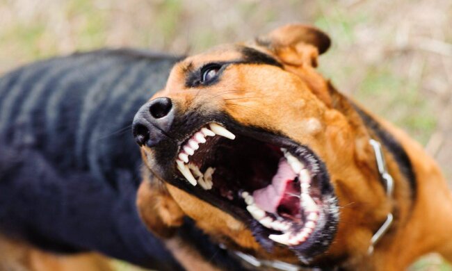 Смертельна загроза: на Київщині через сказ оголосили карантин у шести селах