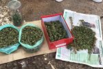 У Києві з маріхуаною затримали херсонських наркоторговців-“аграріїв”