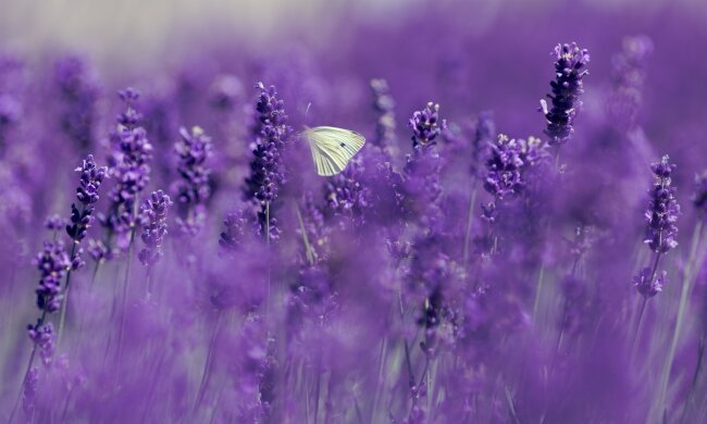 У червні на українців очікують два додаткові вихідні