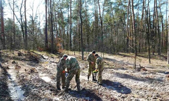 Буде молодий ліс: у Святошино висадили сосни та дуби