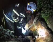 На Київщині врятували коня, який разом з возом потрапив в траншею