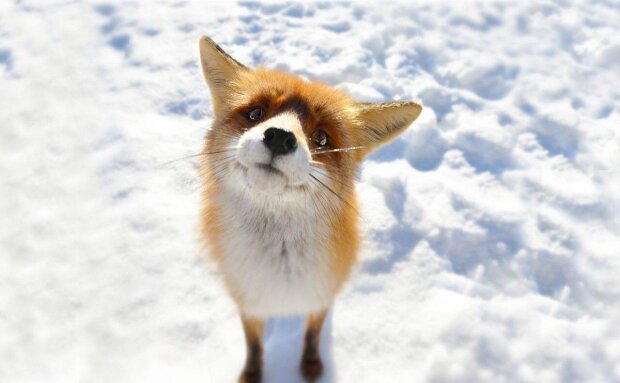 Обережно, дикі звірі: через морози та голод лисиці масово виходять до осель на Київщині