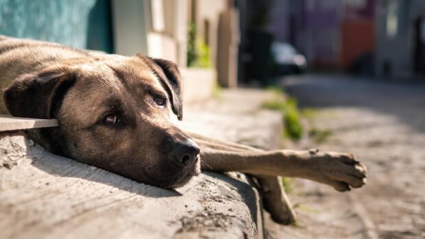 У Оболонському районі Києва розслідують навмисне отруєння собак - вже три особини загинули