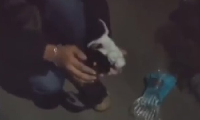 У Київській області підлітки врятували життя тваринам, яких намагалися вбити