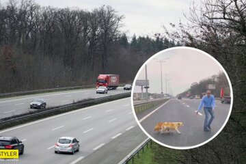 Був великий ризик: під Києвом водій допоміг собачкам перейти жваву трасу (відео)