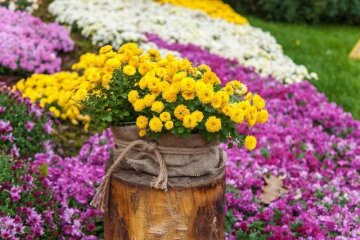 На Співочому полі відкриється квіткова виставка “Історія кохання”