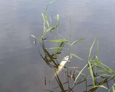 В озері у столичному парку вимерла риба