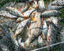 Нерестова заборона 2026: на Київщині та у столиці вводять табу на риболовлю