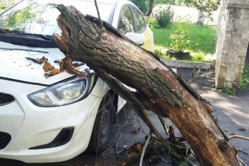 На Теремках аварійне дерево впало на припарковане таксі (фото)