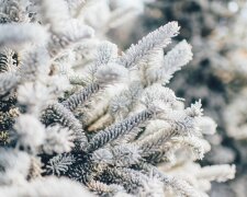 Новий рік зі снігом і люті морози: прогноз на зиму від народного синоптика