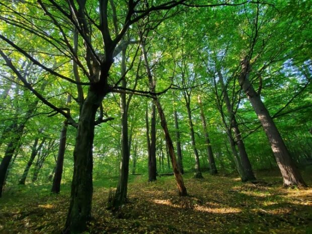 Біличанський ліс біля Пущі-Водиці в Києві можуть забудувати