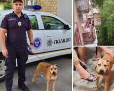 Тримали в спеку на балконі - поліцейські Київської області врятували пітбуля Герду