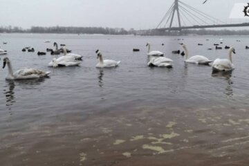 Загодовані і щасливі: з парку “Наталка” не можуть вигнати лебедів, які мають летіти у вирій (відео)