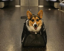У Києві вимагають дозволити проїзд у метро із собаками — петиція зібрала необхідну кількість підписів