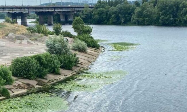 Цвітіння Дніпра в Києві: еколог розповів, звідки в річці стільки зелені