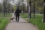 Затримали власника стаффордшира, який загриз маленьку собаку