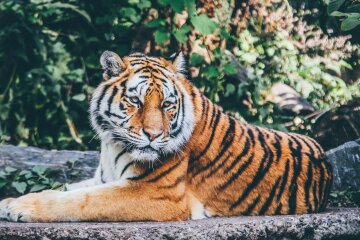Триває реконструкція зоопарку: Кличко показав, як годують хижаків (відео)