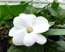 Квітковий десант на Солом'янці: в оранжереях вирощують 200 тисяч рослин для прикраси району