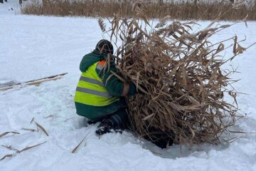 Рятувальна операція на ставках: у Голосієві рятують рибу від задухи