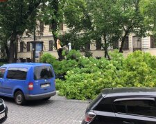 Сильний вітер валить дерева в Києві: падають біля домівок та на дороги (відео, фото)
