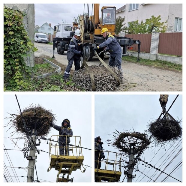 У Києві енергетики продовжують встановлення захисних конструкцій на стовпи ЛЕП для гнізд лелек