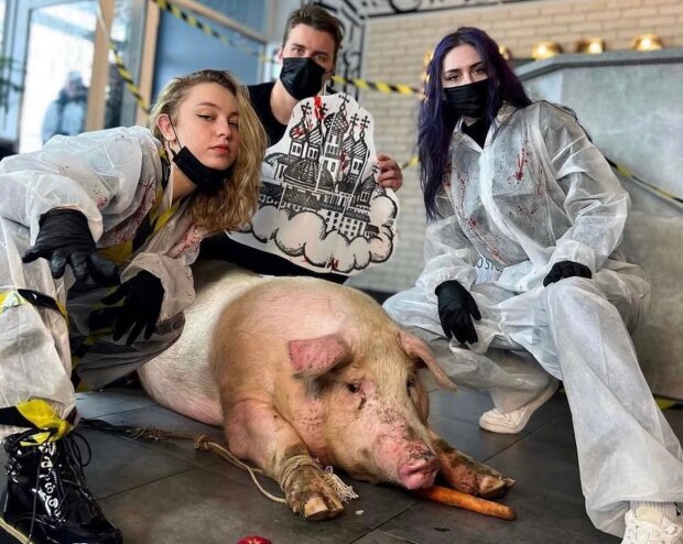 Тату на свині: поліція відкрила справу за жорстоке поводження з тваринами