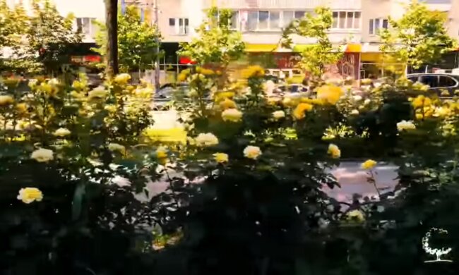На бульварі Лесі Українки цвіте алея троянд (відео)