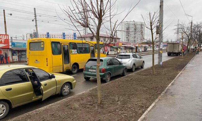 Вулиці Києва прикрашають сріблястими кленами та кущами самшиту