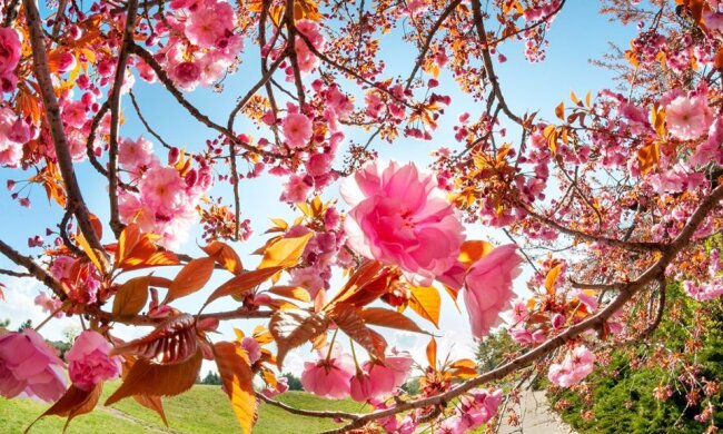 Розпустились сакури, квітне бузок: відеоподорож до Ботанічного саду (відео)