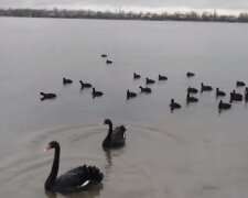 На озеро Вирлиця, якому загрожує забудова, прилетіли чорні лебеді (відео)