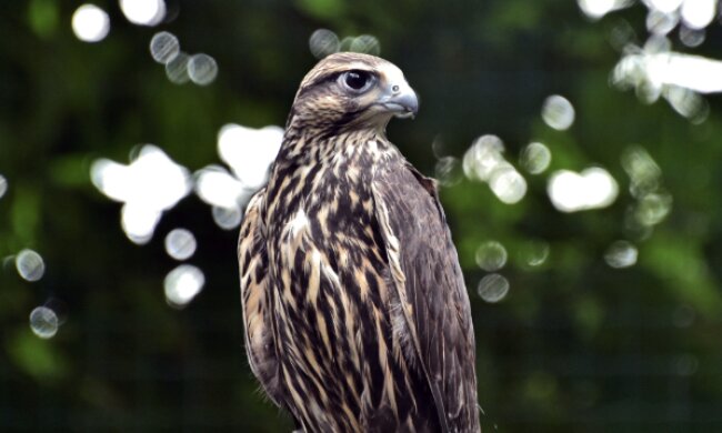 KyivZoo випустив у дику природу червонокнижного сокола балабана