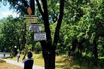 У Святошинському районі дерева рятували від настирливих оголошень 