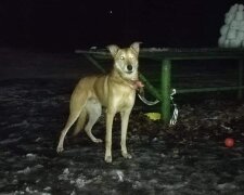 Жінка поїхала за кордон та залишила собаку прив’язаним у київському парку