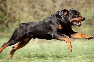 У Києві бійцівська собака напала на підлітка