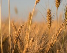 Єгипет скасував угоди щодо поставок українського зерна, – Reuters