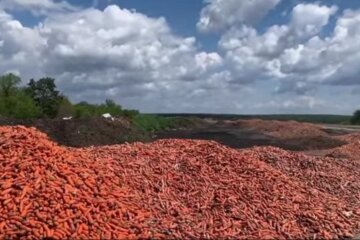 На смітник під Києвом фермер викинув тони непроданої моркви (відео)