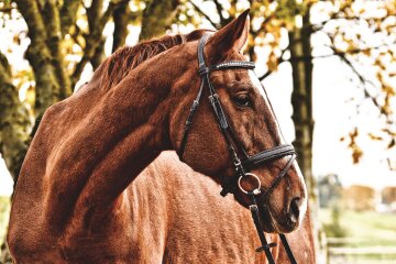В трусах, проте на конях: на Виноградарі чоловік заїхав у супермаркет верхи (відео)