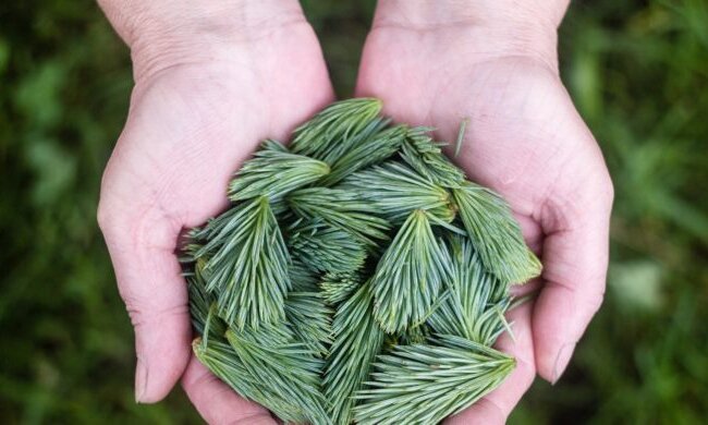 Тільки не смітник: куди здати ялинку після свят (адреси)
