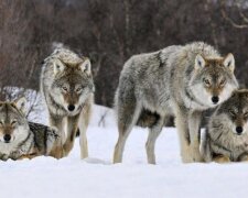 Перший заказник для охорони вовків в Україні — у Київській області з'явиться унікальне природоохоронне місце